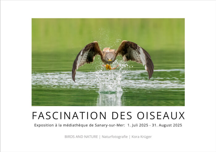 Ausstellungskatalog 'Fascination des Oiseaux' als digitaler pdf-download