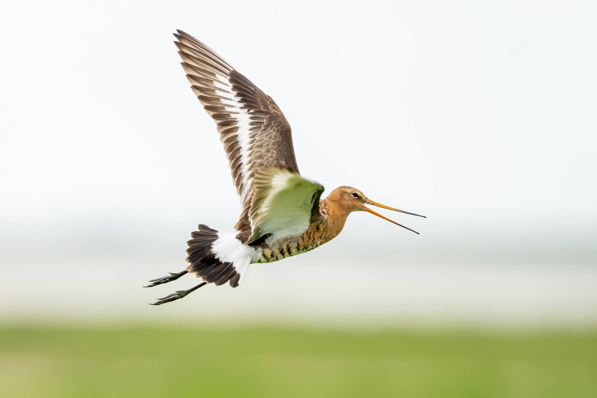 DSC01728-Bearbeitet-Bearbeitet