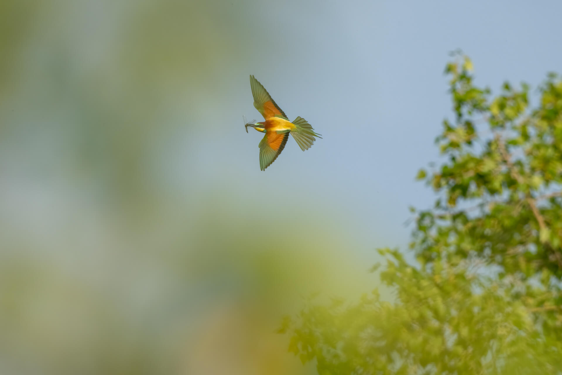 _SA22745-Bearbeitet-2